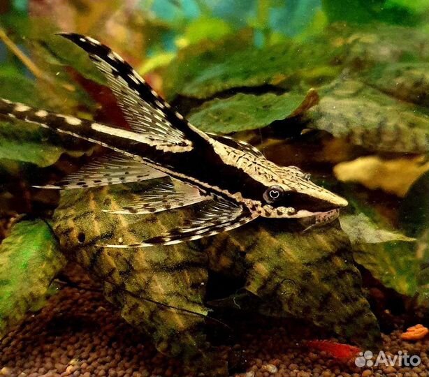 Аквариумные рыбки