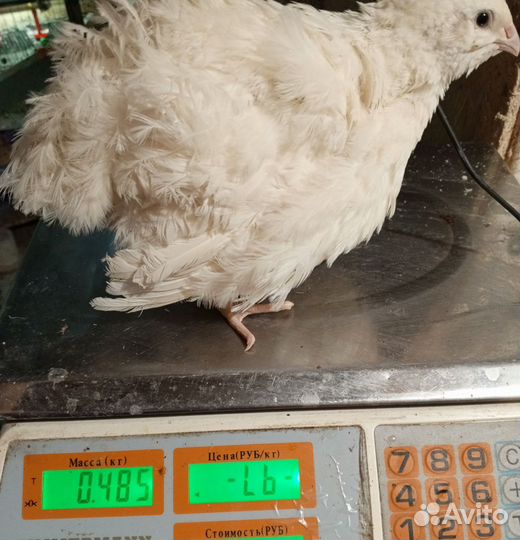 Инкубационное яйцо. Белый гигант