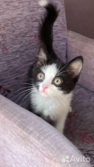 Кошка, котенок