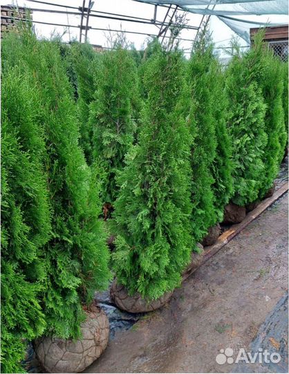 Саженец Туя-Смарагд Ель.Костер Можжевельник Кедр