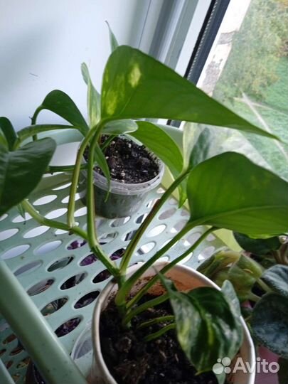 Комнатные цветы