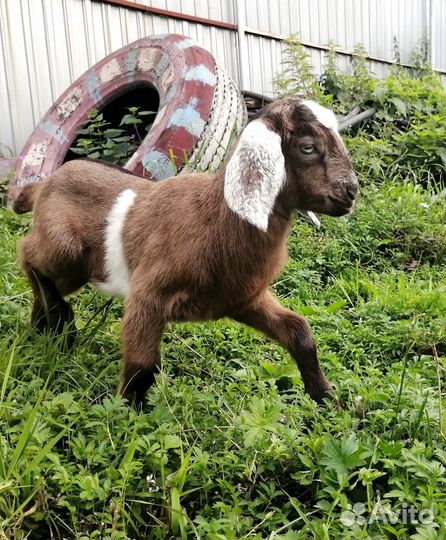 Козлик 80+ Англо-нубиец