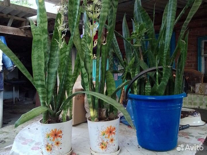 Сансевиерия