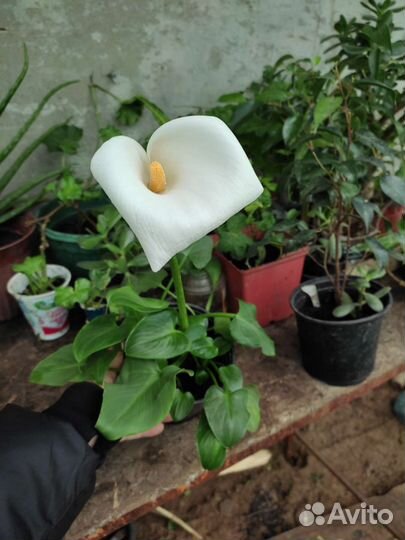 Комнатные цветы калла