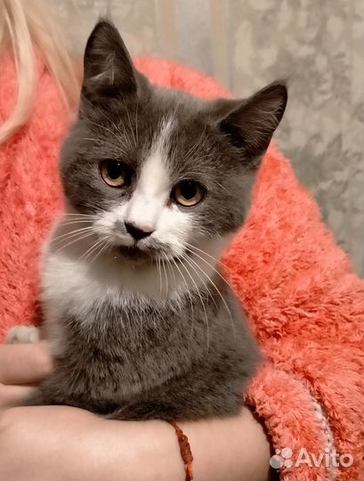 Кошечка