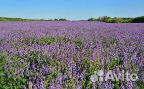 Семена люцерны