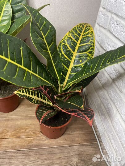 Кодиеум кротон комнатные цветы