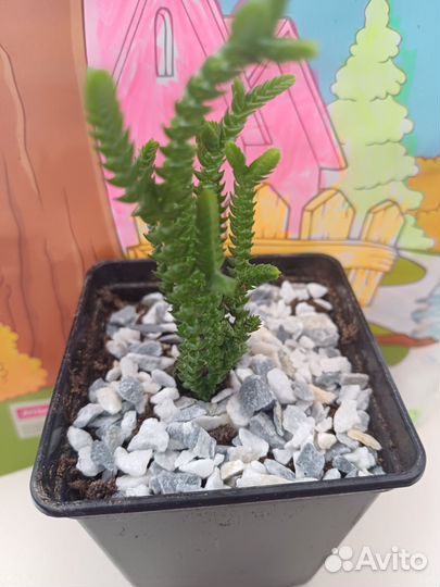 Плауновидная красулла,алоэ