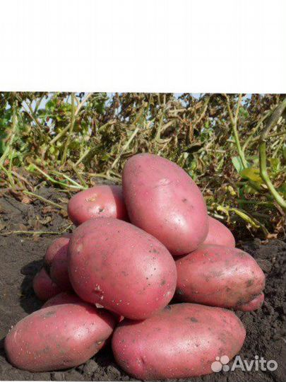 Продам картофель урожай 2023