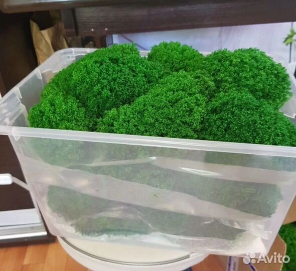 Панно из мха 25х50см для интерьера помещений декор