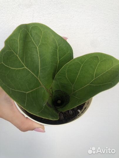 Фикус лирато бамбино отводка