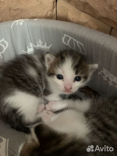 Отдам котят в добрые руки