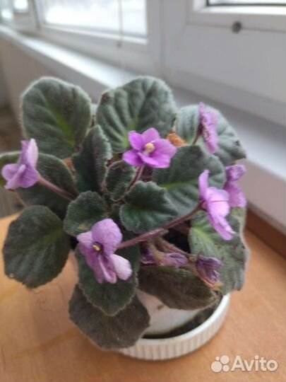 Фиалка в горшках