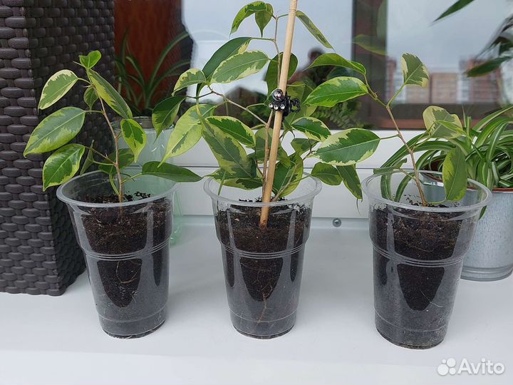 Комнатные растения