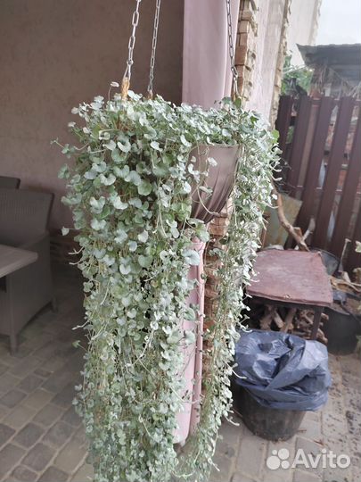 Дихондра Будра вариегатная