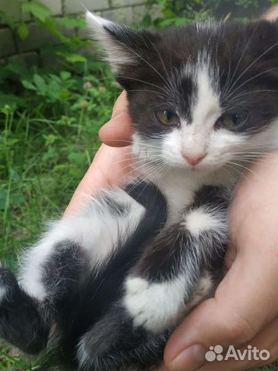 Котята в добрые руки бесплатно