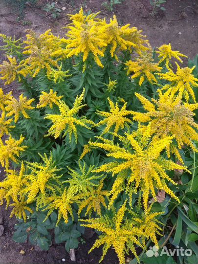 Растения для сада, золотарник гибридный