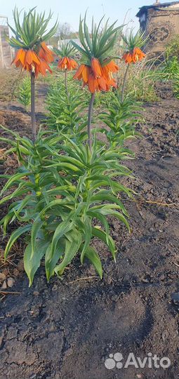 Рябчик императорский 