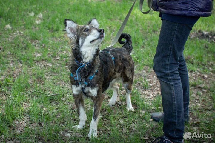 Ласковая Мотя в поисках семьи