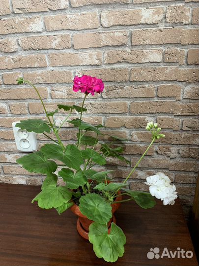 Пеларгония герань