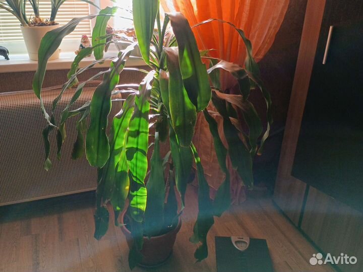 Кактус Грузони, Драцена Душистая, Хойя Публикалис