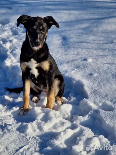 Собака в добрые руки