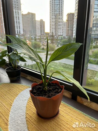 Спатифиллум