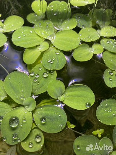 Пистия и мальки гуппи
