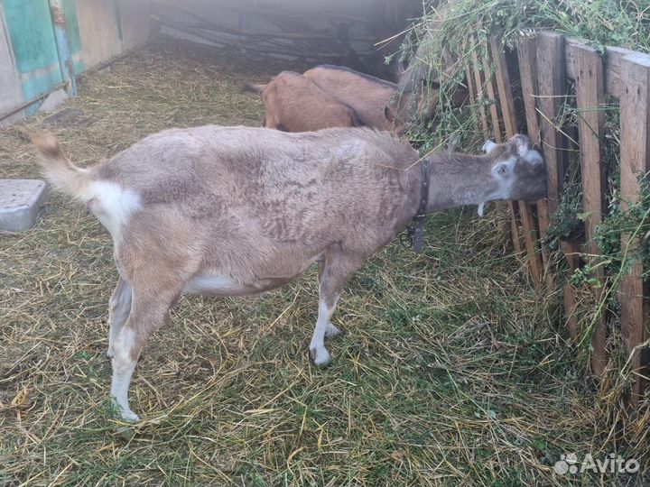 Козы разных пород