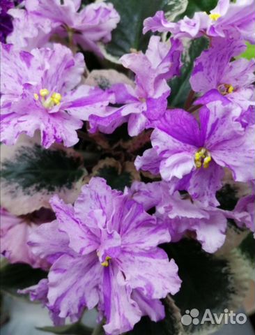 Укорененные черенки фиалки