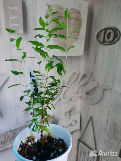 Гранат комнатный и альтернатера