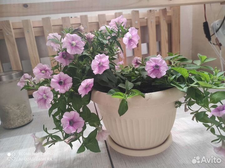 Петуния ампельная