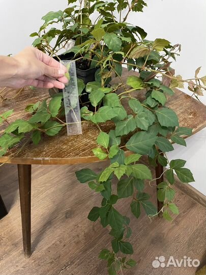 Роициссус березка домашнее растение