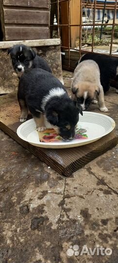 Щенки лайки