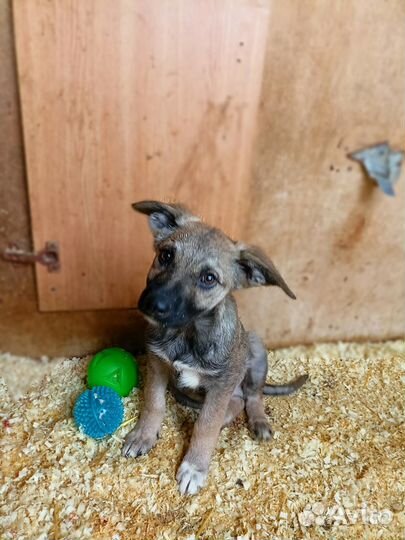 Взять щенка из приюта