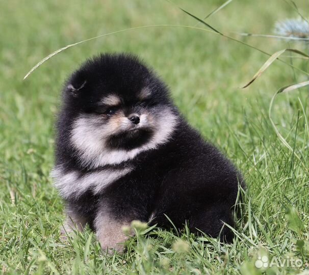 Щенок шпица чёрно-подпалого окраса