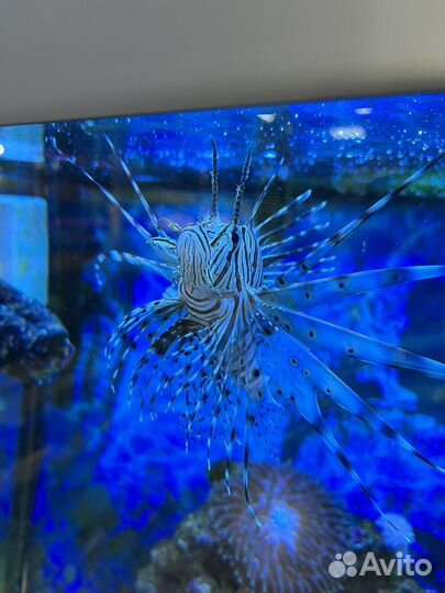 Морской аквариум с рыбками