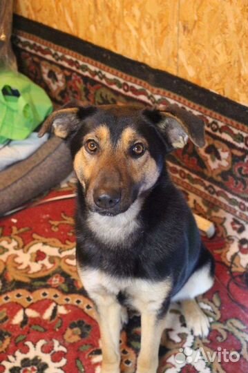 Собака Дружок, овчарка, 1.5 годика от роду