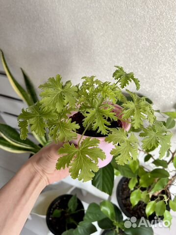 Герань лимонная