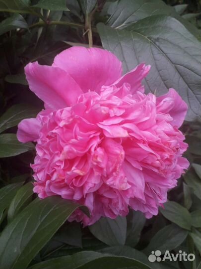 Пионы саженцы