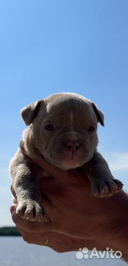 Щенки американского булли