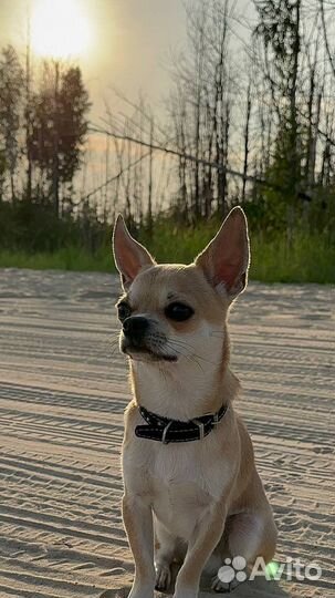 Чихуахуа кобель для вязки