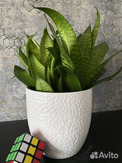 Сансевиерия Ханни. Сансевиерия Муншайн