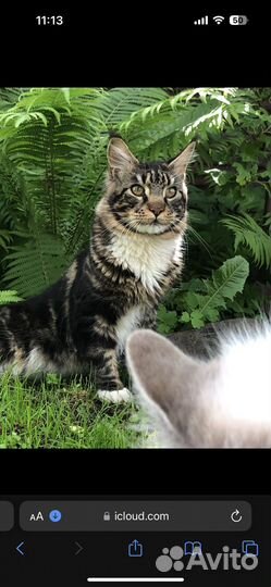 Котята невской-маскарадной