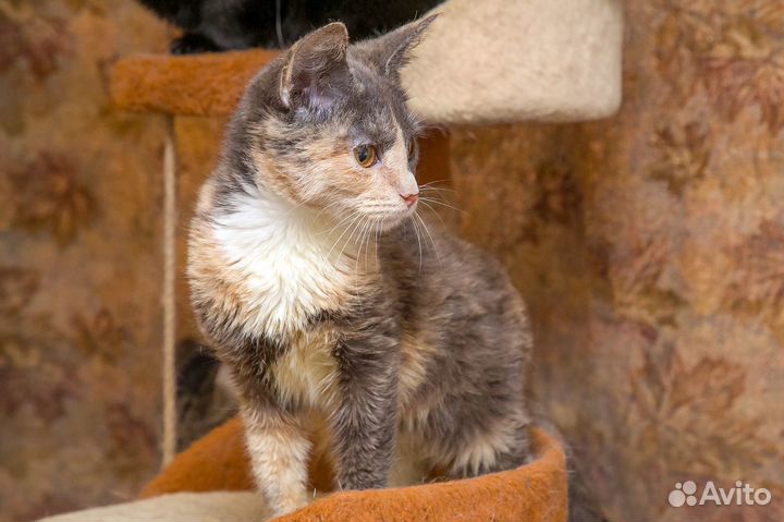 Кошка Шпуня 2 гола Привита. В Квартиру.Привезем