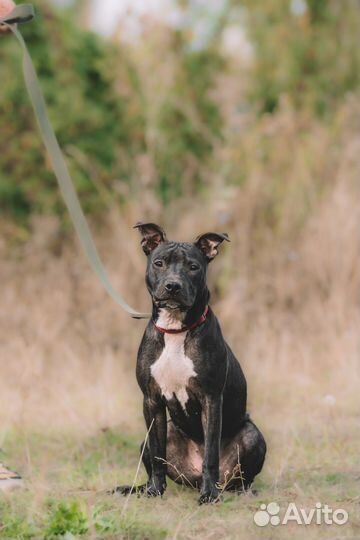 Щенок Стаффа в ответственные руки