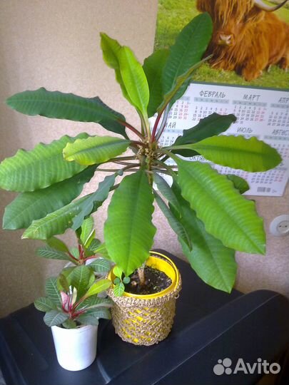 Кактус Молочай, Эуфорбия