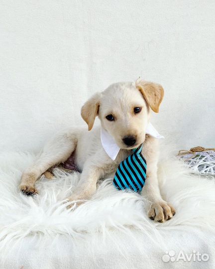 Щенок мальчик