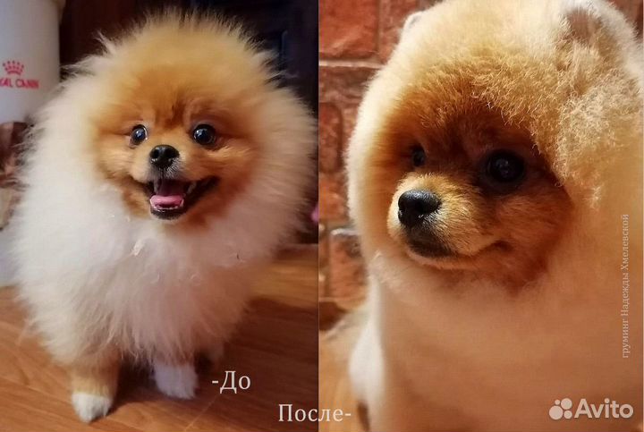 Стрижка собак