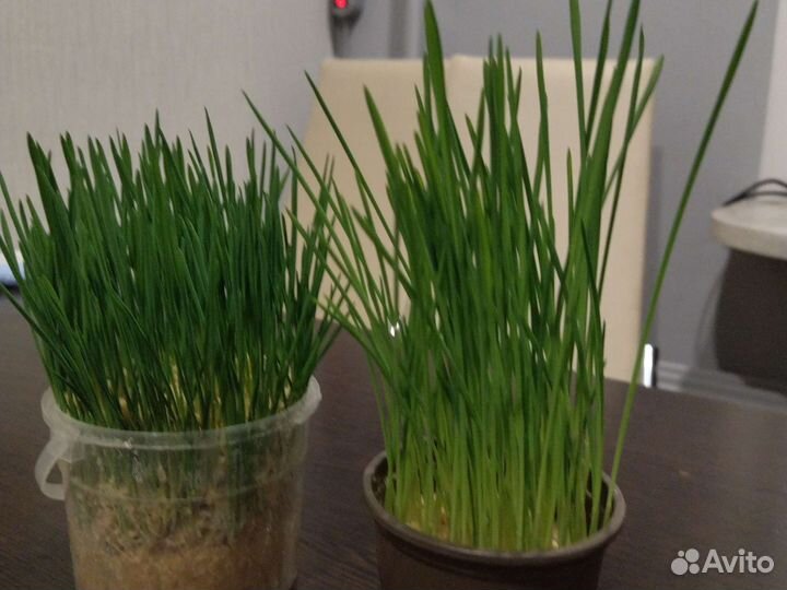 Трава для кошек